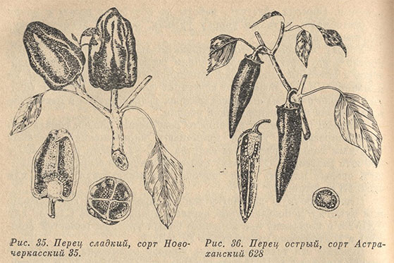 Перец сладкий и перец острый