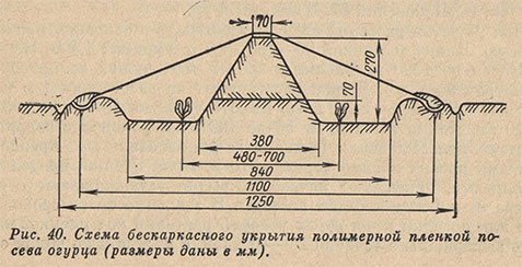 Схема безкаркасного укрытия полимерной пленкой посева огурца