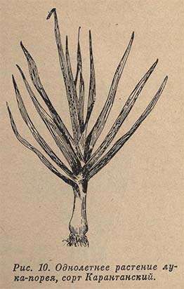 Однолетнее растение лука-порея