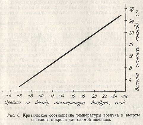 Критическое соотношение температуры воздуха и высоты снежного покрова для озимой пшеницы
