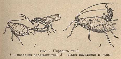 Паразиты тлей