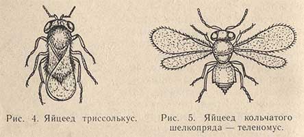 Яйцеед триссолькус и яйцеед кольчатого шелкопряда - теленомус