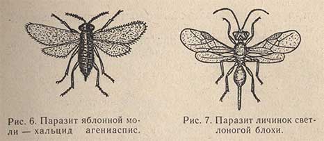 Паразит яблонной моли - хальцид агениаспис и паразит личинок светлоногой блохи