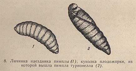 Личинка наездника пимплы