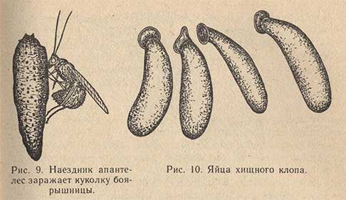 Наездник апантелес заражает куколку боярышницы и яйца хищного клопа