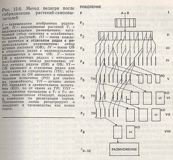 Метод педигри после гибридизации растений-самоопылителей