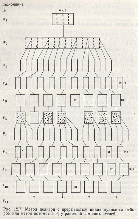 Метод педигри с прерывистым индивидуальным отбором или метод потомства F2 у растений-самоопылителей