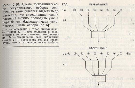 Схема фенотипического рекуррентного отбора