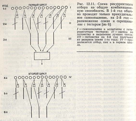 Схема рекуррентного отбора на общую комбинационную способность