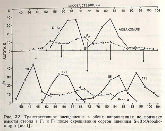 Трансгрессивное расщепление в обоих направлениях по признаку высоты стебля