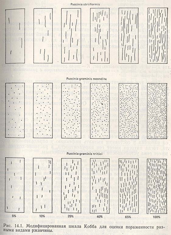 Модифицированная шкала Кобба для оценки пораженности разными видами ржавчины