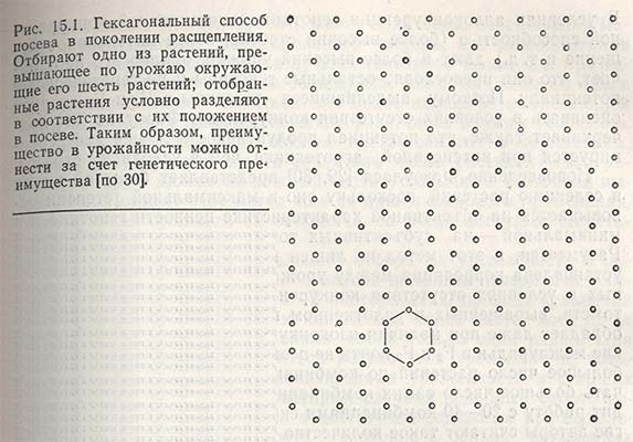 Гексагональный способ посева в поколении расщепления