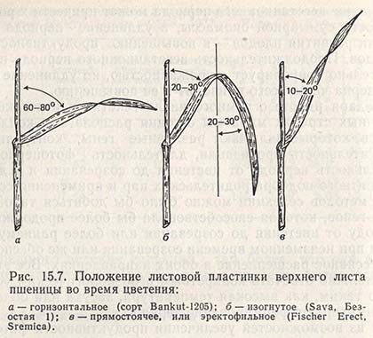 Положение листовой пластинки верхнего листа пшеницы во время цветения