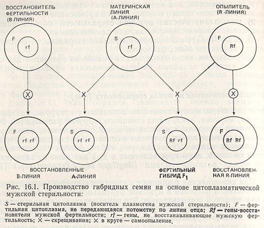Производство гибридных семян на основе цитоплазматической мужской стерильности