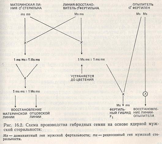 Схема производства гибридных семян на основе ядерной мужской стерильности