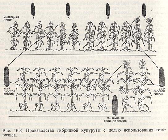 Производство гибридной кукурузы с целью использования гетерозиса