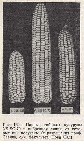 Парные гибриды кукурузы и инбредная линия, от которой они получены