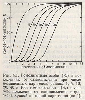 Гомозиготные особи в поколениях от самоопыления при числе независимых пар генов