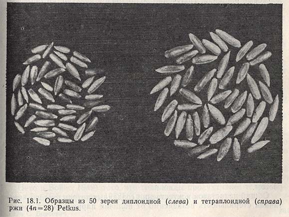 Образцы из 50 зерен диплоидной и тетраплоидной ржи