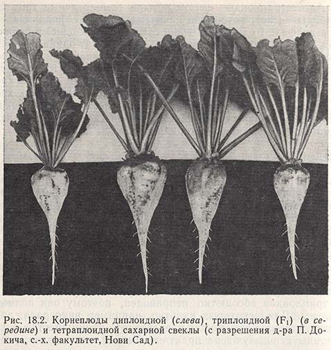 Корнеплоды диплоидной, триплоидной и тетраплоидной сахарной свеклы