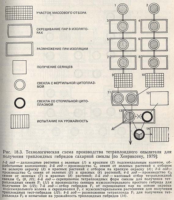 Технологическая схема производства тетраплоидного опылителя для получения триплоидных гибридов сахарной свеклы