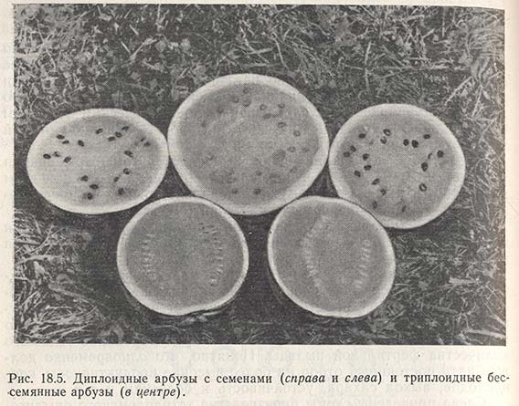Диплоидные арбузы с семенами и триплоидные бессемянные арбузы