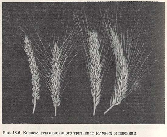 Колосья гексаплоидного тритикале и пшеницы