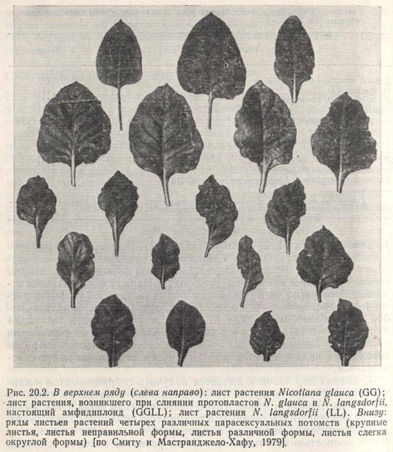 Лист растения, возникшего при слиянии протопластов