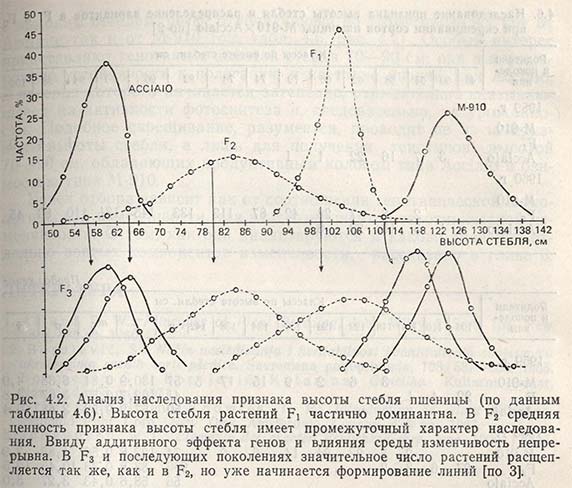 Анализ наследования признака высоты стебля пшеницы