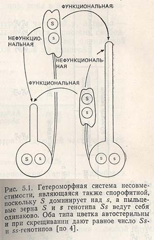 Гетероморфная система несовместимости