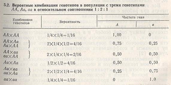 Вероятные комбинации генотипов в популяции с тремя генотипами