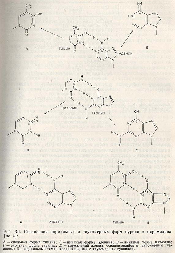 Соединения нормальных и таутомерных форм пурина и пиримидина