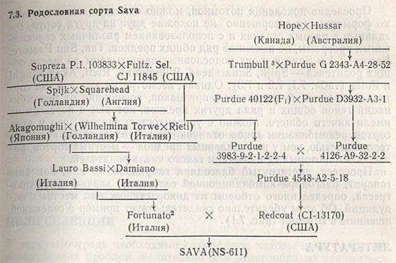 Родословная сорта Sava