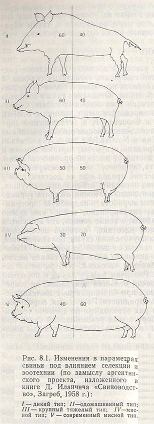 Изменения в параметрах свиньи под влиянием селекции и зоотехники