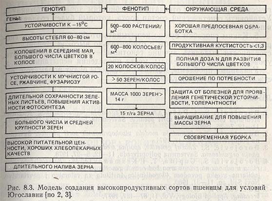 Модель создания высокопродуктивных сортов пшеницы для условий Югославии