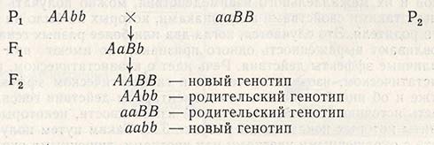 Рекомбинация генов у обоих родителей