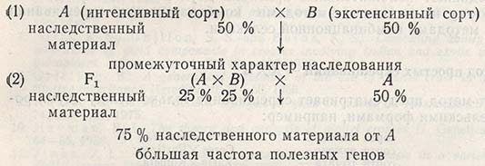 Однократное возвратное скрещивание с интенсивным сортом