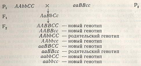 Шесть новых генотипов, отличающихся от родителей