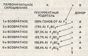Скрещивания между сортами А и В несколько раз возвратно скрещивают с одним из родителей