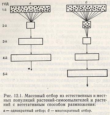 Массовый отбор из естественных и местных популяций растений-самоопылителей и растений с вегетативным способом размножения