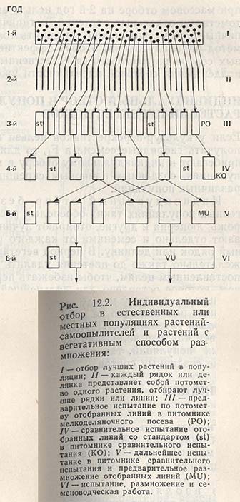 Индивидуальный отбор в естественных или местных популяциях растений-самоопылителей и растений с вегетативным способом размножения