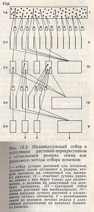 Индивидуальный отбор в популяции растений-перекрестников с оставлением резерва семян или рядкового метода отбора початков