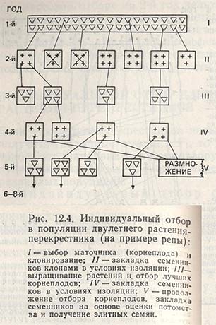 Индивидуальный отбор в популяции двулетнего растения-перекрестника