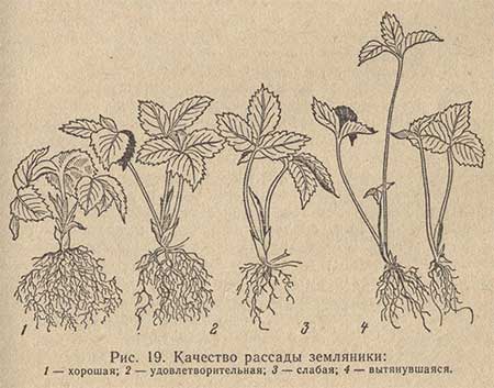 Качество рассады земляники