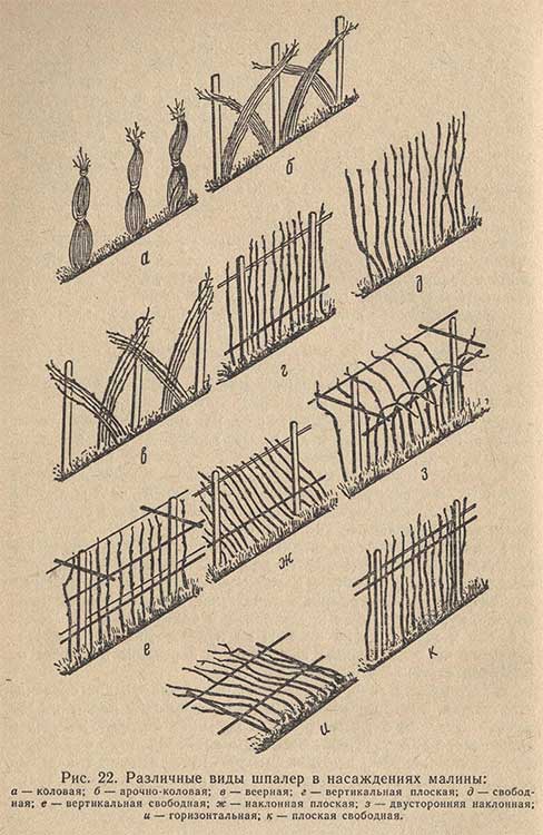 Различные виды шпалер в насаждениях малины