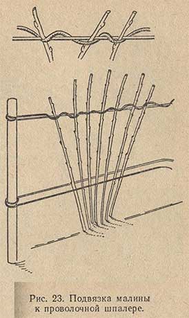 Подвязка малины к проволочной шпалере