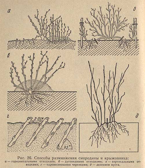 Способы размножения смородины и крыжовника