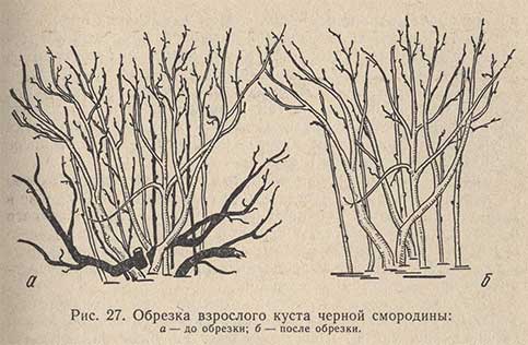 Обрезка взрослого куста черной смородины