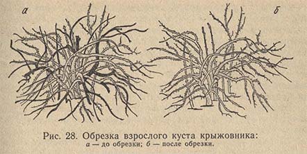 Обрезка взрослого куста крыжовника