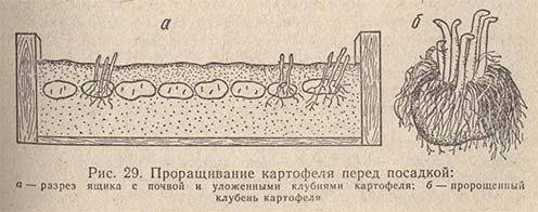 Проращивание картофеля перед посадкой